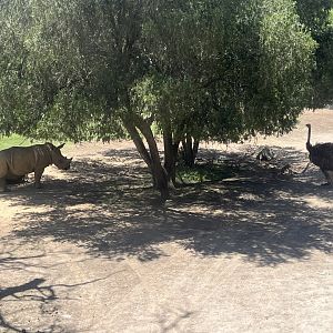Southern White Rhino and Ostrich