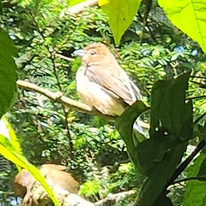 NA Aviary Bird ID - Columbus Zoo
