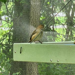NA Aviary Bird ID - Columbus Zoo