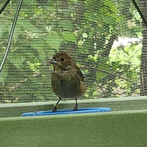 NA Aviary Bird ID - Columbus Zoo