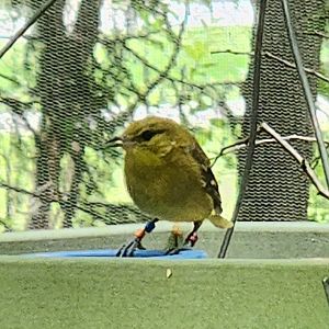 NA Aviary Bird ID - Columbus Zoo