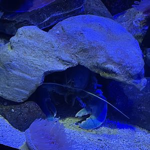 New England Blue Lobster (Homarus americanus)