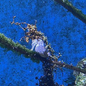 Longsnout Seahorse (Hippocampus reidi)
