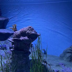 Broadclub Cuttlefish (Sepia latimanus)