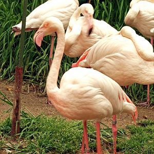 Greater flamingo