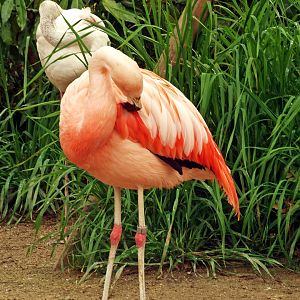 Chilean flamingo