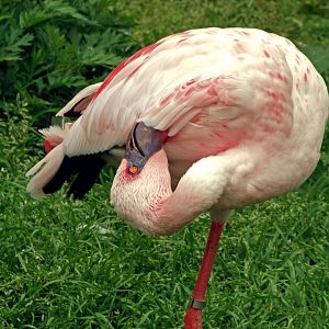 Lesser flamingo