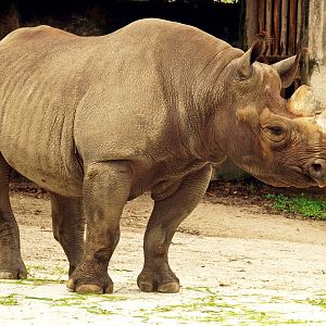 Black rhinoceros
