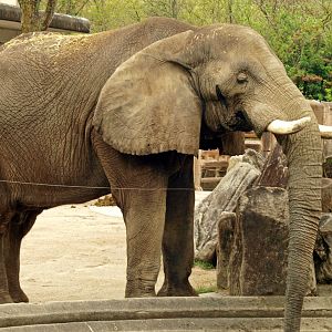 African bush elephant