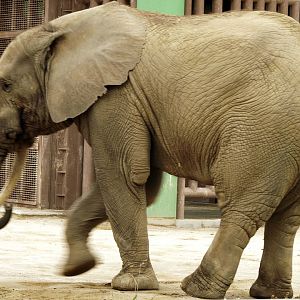 African forest elephant