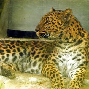 Amur leopard