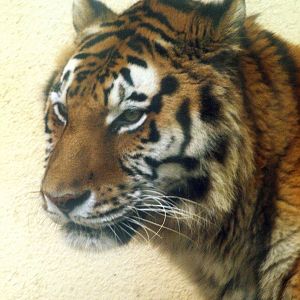 Amur tiger
