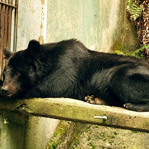 Japanese black bear