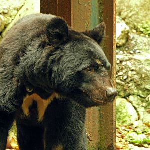 Japanese black bear