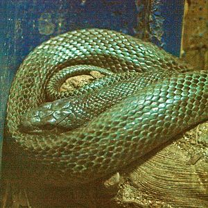 Japanese ratsnake