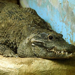Dwarf crocodile