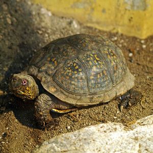 Eastern box turtle