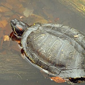 Red-eared slider