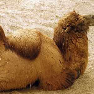 Bactrian camel