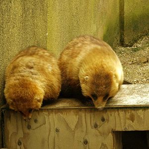 Japanese badgers