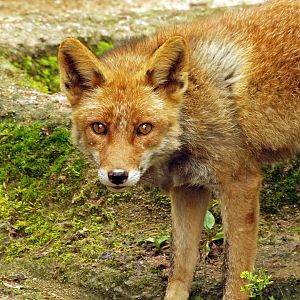 Japanese red fox