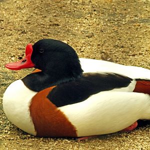 Common shelduck