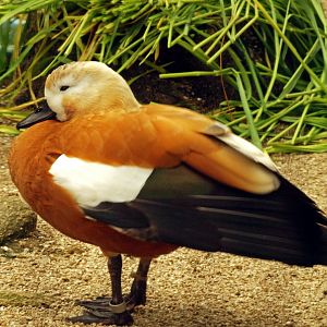 Ruddy shelduck