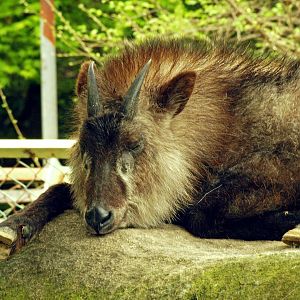 Japanese serow