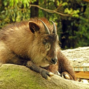 Japanese serow