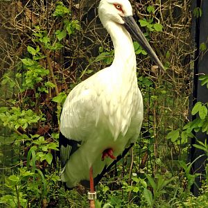 Oriental white stork