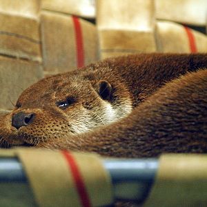 Eurasian river otter