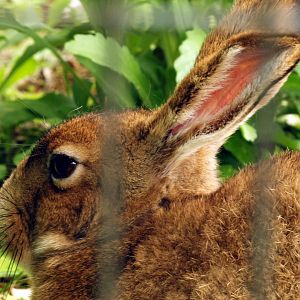 Japanese hare