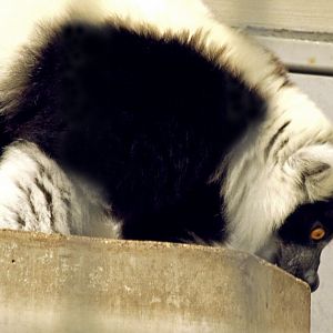 Black & white ruffed lemur