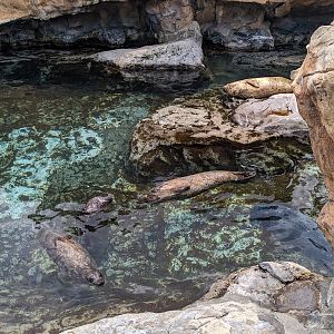 Pacific Point Preserve - Harbor seals