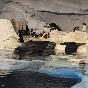 Wild Arctic - Magellanic penguins