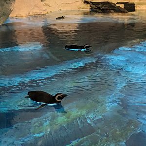 Wild Arctic - Magellanic penguins