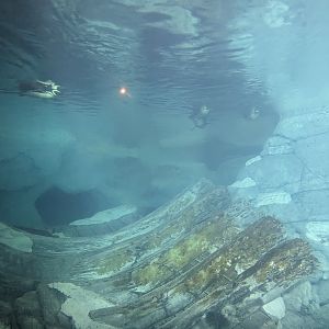 Wild Arctic - Magellanic penguins