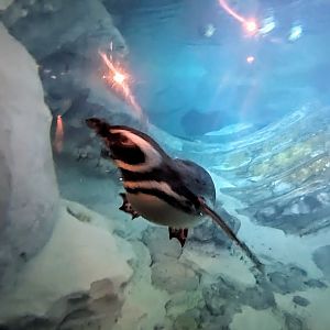 Wild Arctic - Magellanic penguins