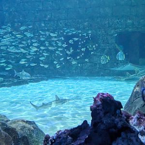 Manta Aquarium - Main tank
