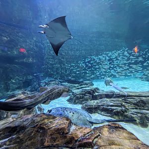 Manta Aquarium - Main tank