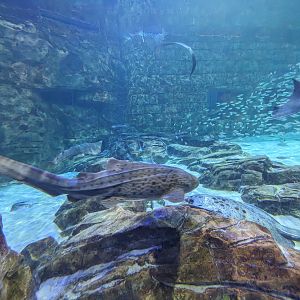 Manta Aquarium - Main tank