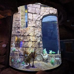 Manta Aquarium - Weedy sea dragon tank