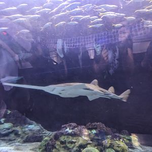 Shark Encounter - smalltooth sawfish