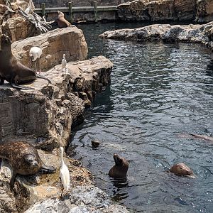 Pacific Point Preserve - Harbor seal and California sealions