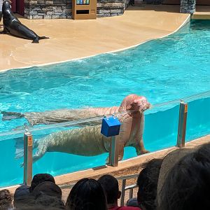 Seal and Otter Spotlight (show) - Pacific walrus and California sealion