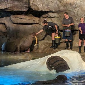 Wild Arctic - Walrus