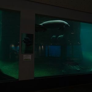 Blue Saloon; Manatee underwater viewing