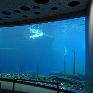 Blue Saloon: Bottle-nosed dolphin enclosure