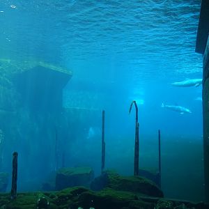 Blue Saloon: Bottle-nosed dolphin enclosure