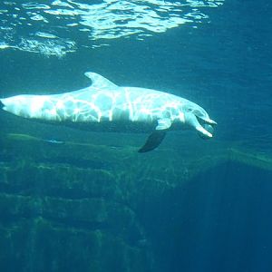 Atlantic bottlenose dolphin (Tursiops truncatus truncatus)